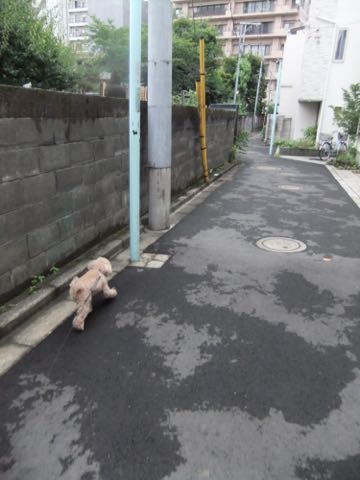 トイ・プードルトリミング文京区トイプードルテディベアカット都内トリミングサロン東京フントヒュッテ駒込トイプーカットスタイルテディベアカット画像_80.jpg