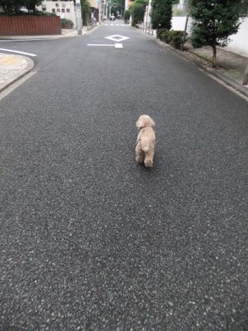 トイ・プードルトリミング文京区トイプードルテディベアカット都内トリミングサロン東京フントヒュッテ駒込トイプーカットスタイルテディベアカット画像_81.jpg