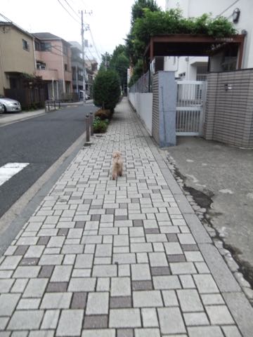 トイ・プードルトリミング文京区トイプードルテディベアカット都内トリミングサロン東京フントヒュッテ駒込トイプーカットスタイルテディベアカット画像_82.jpg