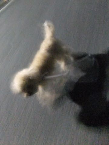 トイ・プードルトリミング文京区トイプードルテディベアカット都内トリミングサロン東京フントヒュッテ駒込トイプーカットスタイルテディベアカット画像_85.jpg
