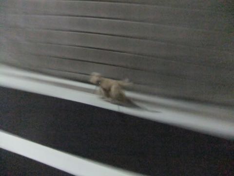 トイ・プードルトリミング文京区トイプードルテディベアカット都内トリミングサロン東京フントヒュッテ駒込トイプーカットスタイルテディベアカット画像_86.jpg