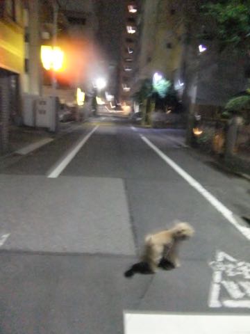 トイ・プードルトリミング文京区トイプードルテディベアカット都内トリミングサロン東京フントヒュッテ駒込トイプーカットスタイルテディベアカット画像_88.jpg