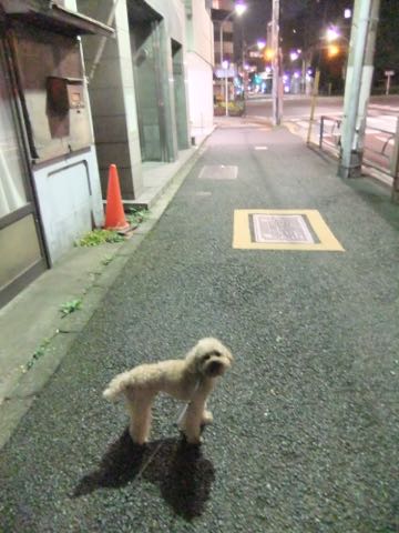トイ・プードルトリミング文京区トイプードルテディベアカット都内トリミングサロン東京フントヒュッテ駒込トイプーカットスタイルテディベアカット画像_90.jpg