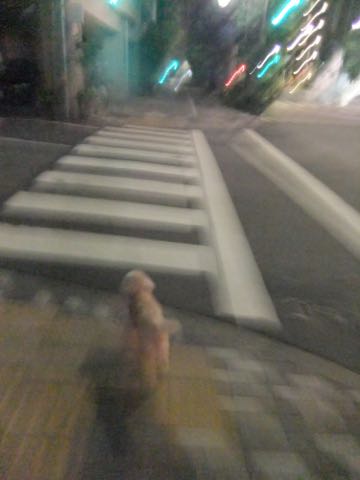 トイ・プードルトリミング文京区トイプードルテディベアカット都内トリミングサロン東京フントヒュッテ駒込トイプーカットスタイルテディベアカット画像_93.jpg
