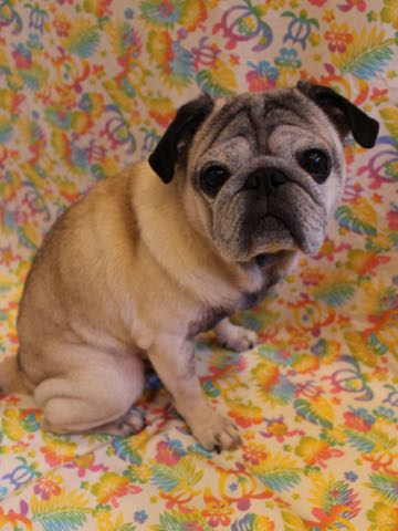 パグトリミング画像フントヒュッテ文京区ペットホテル様子おさんぽ犬おあずかり東京パグ夏短頭種とは鼻ぺちゃ犬パグ性格特徴色Pug_122.jpg