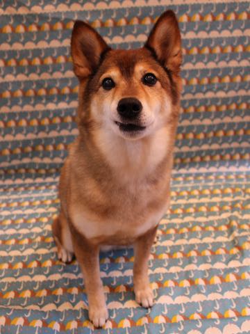 ミックス犬トリミング都内柴犬ミックス抜け毛時期柴犬ミックスシャンプー文京区フントヒュッテ駒込犬歯垢歯石におい口臭歯周病犬の歯磨きデンタルケア効果画像ペットホテル東京_154.jpg