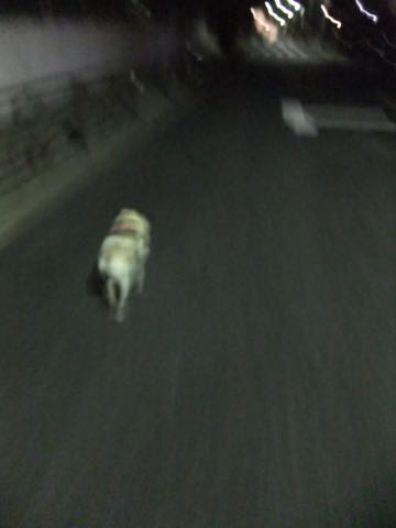 パグトリミング画像フントヒュッテ文京区ペットホテル様子おさんぽ犬おあずかり東京パグ夏短頭種とは鼻ぺちゃ犬パグ性格特徴色Pug_124.jpg