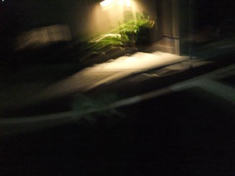 パグトリミング画像フントヒュッテ文京区ペットホテル様子おさんぽ犬おあずかり東京パグ夏短頭種とは鼻ぺちゃ犬パグ性格特徴色Pug_125.jpg