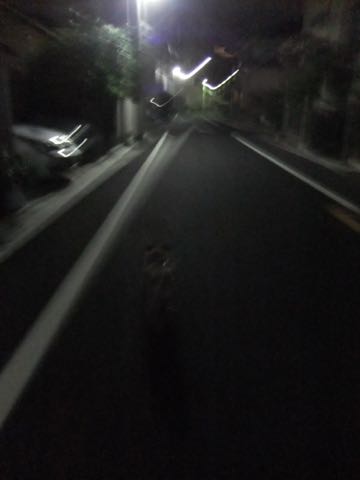 パグトリミング画像フントヒュッテ文京区ペットホテル様子おさんぽ犬おあずかり東京パグ夏短頭種とは鼻ぺちゃ犬パグ性格特徴色Pug_128.jpg