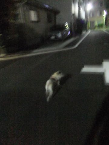 パグトリミング画像フントヒュッテ文京区ペットホテル様子おさんぽ犬おあずかり東京パグ夏短頭種とは鼻ぺちゃ犬パグ性格特徴色Pug_129.jpg