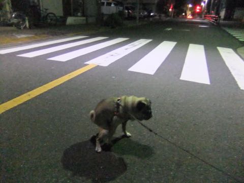 ѥȥߥ󥰲եȥҥåʸڥåȥۥƥͻҤݸѥûƬȤɡڤ㸤ѥħPug_131.jpg