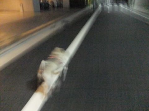 パグトリミング画像フントヒュッテ文京区ペットホテル様子おさんぽ犬おあずかり東京パグ夏短頭種とは鼻ぺちゃ犬パグ性格特徴色Pug_133.jpg