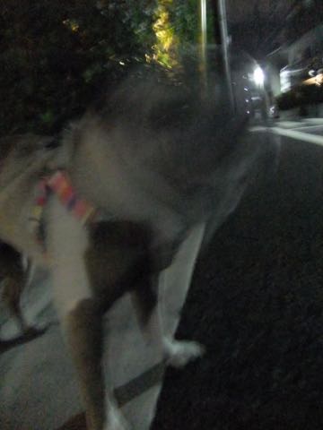 パグトリミング画像フントヒュッテ文京区ペットホテル様子おさんぽ犬おあずかり東京パグ夏短頭種とは鼻ぺちゃ犬パグ性格特徴色Pug_135.jpg