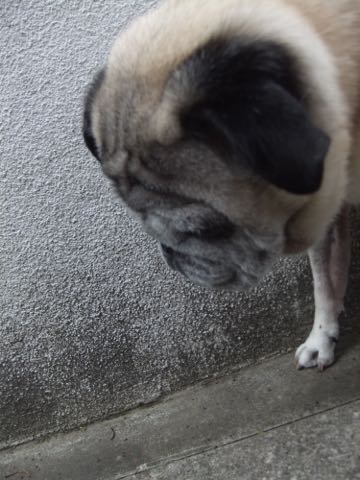 パグトリミング画像フントヒュッテ文京区ペットホテル様子おさんぽ犬おあずかり東京パグ夏短頭種とは鼻ぺちゃ犬パグ性格特徴色Pug_137.jpg