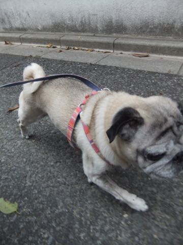 パグトリミング画像フントヒュッテ文京区ペットホテル様子おさんぽ犬おあずかり東京パグ夏短頭種とは鼻ぺちゃ犬パグ性格特徴色Pug_138.jpg