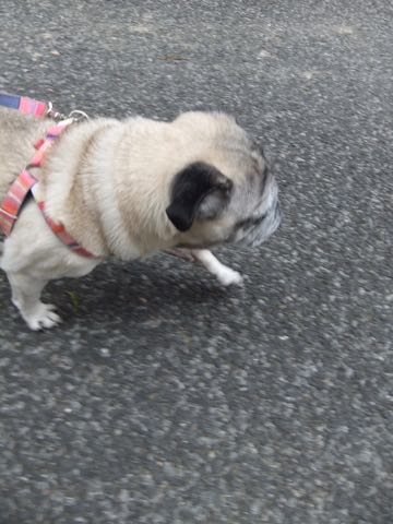 パグトリミング画像フントヒュッテ文京区ペットホテル様子おさんぽ犬おあずかり東京パグ夏短頭種とは鼻ぺちゃ犬パグ性格特徴色Pug_139.jpg