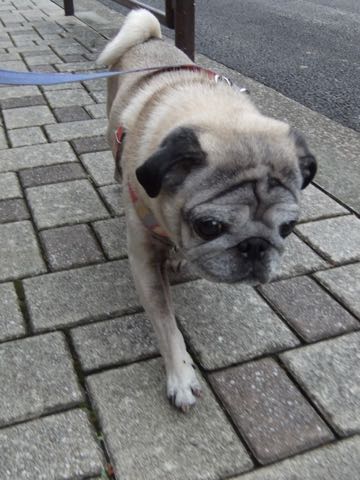 パグトリミング画像フントヒュッテ文京区ペットホテル様子おさんぽ犬おあずかり東京パグ夏短頭種とは鼻ぺちゃ犬パグ性格特徴色Pug_140.jpg