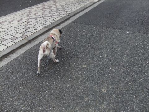 パグトリミング画像フントヒュッテ文京区ペットホテル様子おさんぽ犬おあずかり東京パグ夏短頭種とは鼻ぺちゃ犬パグ性格特徴色Pug_142.jpg