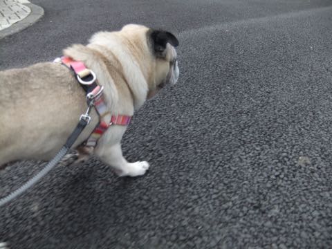 パグトリミング画像フントヒュッテ文京区ペットホテル様子おさんぽ犬おあずかり東京パグ夏短頭種とは鼻ぺちゃ犬パグ性格特徴色Pug_143.jpg