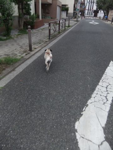 パグトリミング画像フントヒュッテ文京区ペットホテル様子おさんぽ犬おあずかり東京パグ夏短頭種とは鼻ぺちゃ犬パグ性格特徴色Pug_144.jpg