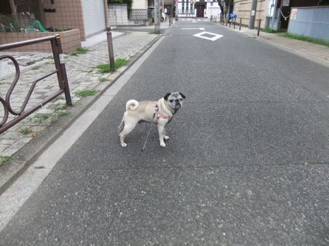 パグトリミング画像フントヒュッテ文京区ペットホテル様子おさんぽ犬おあずかり東京パグ夏短頭種とは鼻ぺちゃ犬パグ性格特徴色Pug_145.jpg