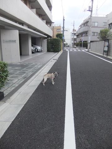パグトリミング画像フントヒュッテ文京区ペットホテル様子おさんぽ犬おあずかり東京パグ夏短頭種とは鼻ぺちゃ犬パグ性格特徴色Pug_146.jpg