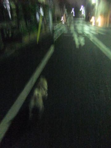パグトリミング画像フントヒュッテ文京区ペットホテル様子おさんぽ犬おあずかり東京パグ夏短頭種とは鼻ぺちゃ犬パグ性格特徴色Pug_149.jpg
