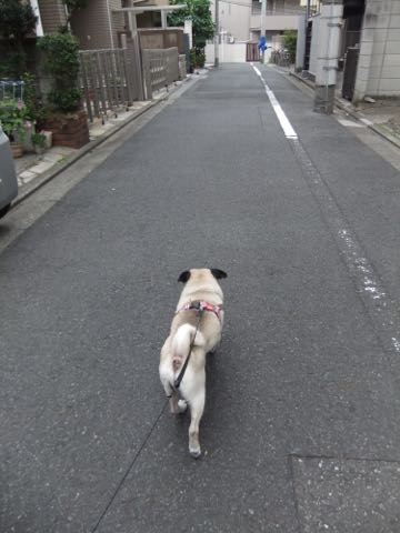 パグトリミング画像フントヒュッテ文京区ペットホテル様子おさんぽ犬おあずかり東京パグ夏短頭種とは鼻ぺちゃ犬パグ性格特徴色Pug_150.jpg