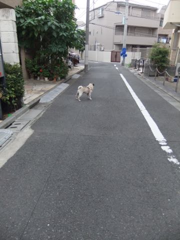 パグトリミング画像フントヒュッテ文京区ペットホテル様子おさんぽ犬おあずかり東京パグ夏短頭種とは鼻ぺちゃ犬パグ性格特徴色Pug_151.jpg