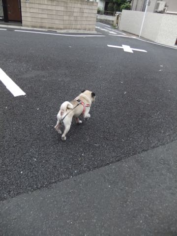 パグトリミング画像フントヒュッテ文京区ペットホテル様子おさんぽ犬おあずかり東京パグ夏短頭種とは鼻ぺちゃ犬パグ性格特徴色Pug_152.jpg