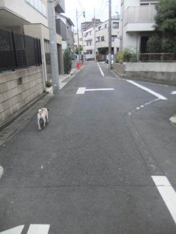 パグトリミング画像フントヒュッテ文京区ペットホテル様子おさんぽ犬おあずかり東京パグ夏短頭種とは鼻ぺちゃ犬パグ性格特徴色Pug_153.jpg