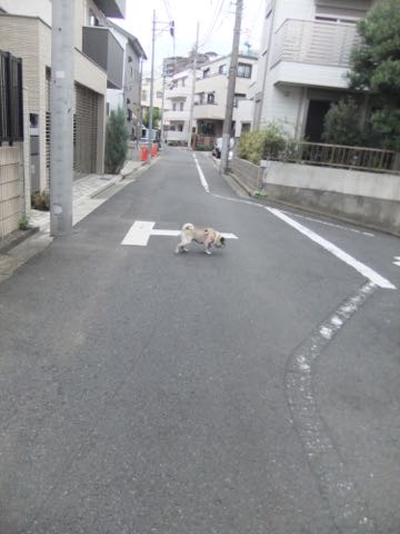 パグトリミング画像フントヒュッテ文京区ペットホテル様子おさんぽ犬おあずかり東京パグ夏短頭種とは鼻ぺちゃ犬パグ性格特徴色Pug_154.jpg