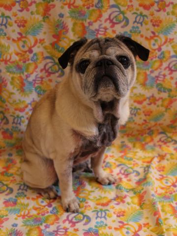 パグトリミング画像フントヒュッテ文京区ペットホテル様子おさんぽ犬おあずかり東京パグ夏短頭種とは鼻ぺちゃ犬パグ性格特徴色Pug_156.jpg