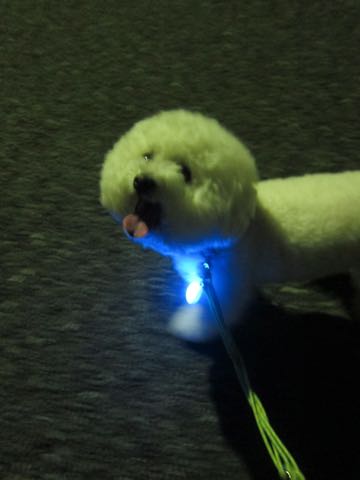 NITE IZE SPOTLIT LED ナイトアイズ スポットライト スポットリット NITE IZE 犬用LEDカラー NITE IZE PETLIT LED ペットリット 交換用リチウム電池 犬 おさんぽ 夜 ライト_4.jpg