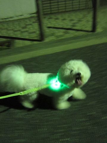 NITE IZE SPOTLIT LED ナイトアイズ スポットライト スポットリット NITE IZE 犬用LEDカラー NITE IZE PETLIT LED ペットリット 交換用リチウム電池 犬 おさんぽ 夜 ライト_5.jpg