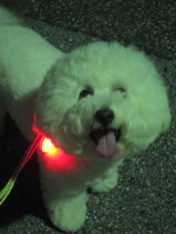 NITE IZE SPOTLIT LED ナイトアイズ スポットライト スポットリット NITE IZE 犬用LEDカラー NITE IZE PETLIT LED ペットリット 交換用リチウム電池 犬 おさんぽ 夜 ライト_6.jpg