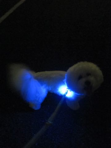 NITE IZE SPOTLIT LED ナイトアイズ スポットライト スポットリット NITE IZE 犬用LEDカラー NITE IZE PETLIT LED ペットリット 交換用リチウム電池 犬 おさんぽ 夜 ライト_7.jpg