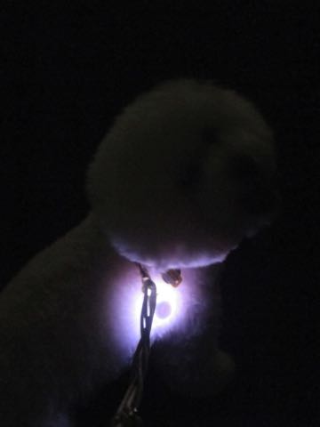 NITE IZE SPOTLIT LED ナイトアイズ スポットライト スポットリット NITE IZE 犬用LEDカラー NITE IZE PETLIT LED ペットリット 交換用リチウム電池 犬 おさんぽ 夜 ライト_8.jpg