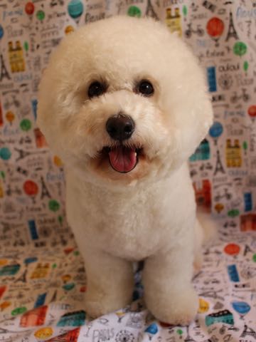 ビションフリーゼトリミング文京区フントヒュッテ駒込ビションフリーゼ頭丸くカット画像ビショントリミングサロン東京ビションフリーゼ親子hundehutte都内_59.jpg