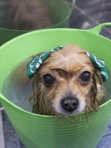 ポメラニアントリミング画像ポメサマーカットフントヒュッテ文京区ペットホテル都内hundehutte東京ドッグホテル駒込犬ホテル料金_90.jpg