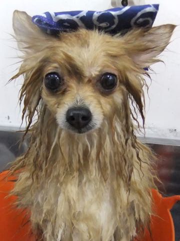ポメラニアントリミング画像ポメサマーカットフントヒュッテ文京区ペットホテル都内hundehutte東京ドッグホテル駒込犬ホテル料金_99.jpg