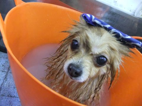 ポメラニアントリミング画像ポメサマーカットフントヒュッテ文京区ペットホテル都内hundehutte東京ドッグホテル駒込犬ホテル料金_100.jpg