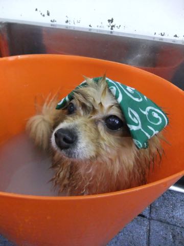 ポメラニアントリミング画像ポメサマーカットフントヒュッテ文京区ペットホテル都内hundehutte東京ドッグホテル駒込犬ホテル料金_102.jpg
