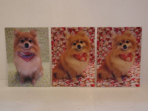ポメラニアントリミング画像ポメサマーカットフントヒュッテ文京区ペットホテル都内hundehutte東京ドッグホテル駒込犬ホテル料金_104.jpg