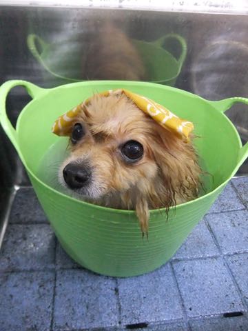 ポメラニアントリミング画像ポメサマーカットフントヒュッテ文京区ペットホテル都内hundehutte東京ドッグホテル駒込犬ホテル料金_109.jpg