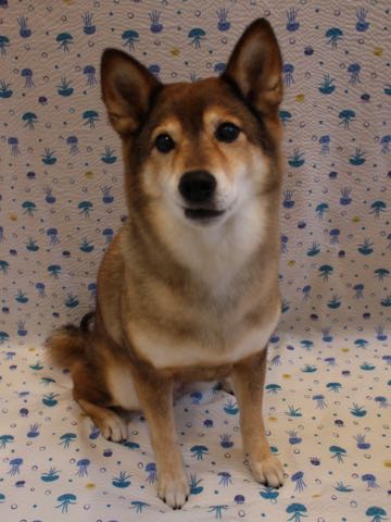 ミックス犬トリミング都内柴犬ミックス抜け毛時期柴犬ミックスシャンプー文京区フントヒュッテ駒込犬歯垢歯石におい口臭歯周病犬の歯磨きデンタルケア効果画像ペットホテル東京_159.jpg