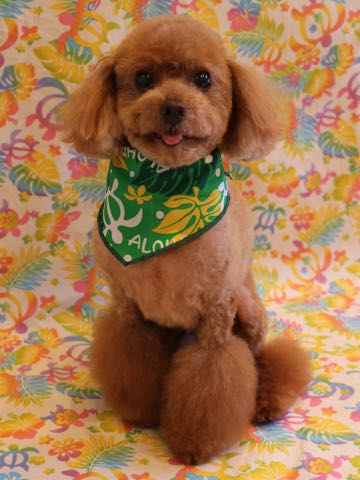 トイ・プードルトリミング文京区フントヒュッテ駒込トイプーカット画像犬歯垢歯石除去歯磨きゼオライトデンタルケア東京hundehutte_58.jpg