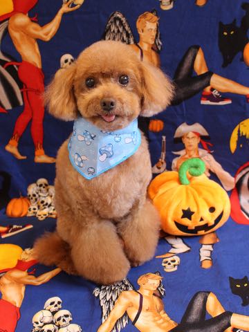 トイ・プードルトリミング文京区フントヒュッテ駒込トイプーカット画像犬歯垢歯石除去歯磨きゼオライトデンタルケア東京hundehutte_65.jpg