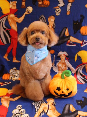 トイ・プードルトリミング文京区フントヒュッテ駒込トイプーカット画像犬歯垢歯石除去歯磨きゼオライトデンタルケア東京hundehutte_66.jpg
