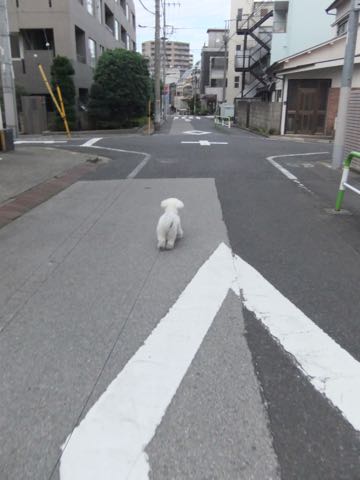 ¥Ó¥·¥ç¥ó¥Õ¥ê¡¼¥¼¥Ú¥Ã¥È¥Û¥Æ¥ëʸµþ¶è¥Õ¥ó¥È¥Ò¥å¥Ã¥Æ¶ð¹þ¥Ó¥·¥ç¥ó¥Õ¥ê¡¼¥¼¤ª¤¢¤º¤«¤êÍͻҤª¤µ¤ó¤Ý¸¤²èÁü¥Ó¥·¥ç¥óÅìµþhundehutte¥É¥Ã¥°¥Û¥Æ¥ë_4.jpg